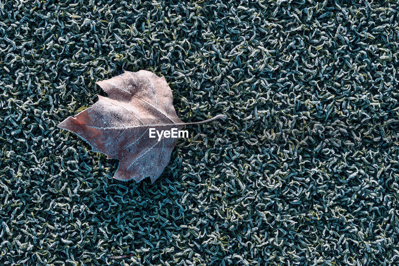 Close-up of dry leaf on grass