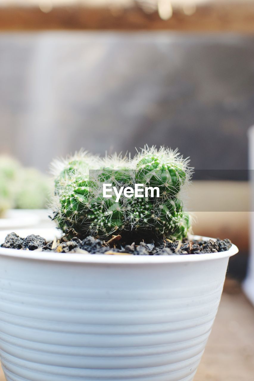 Close up of potted cactus with small depth of field and defocus background.