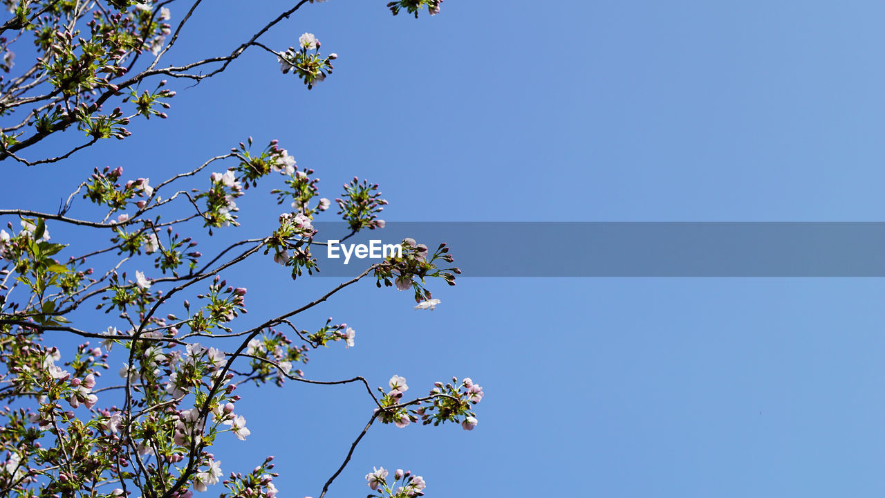 Low angle view of flower tree against clear blue sky