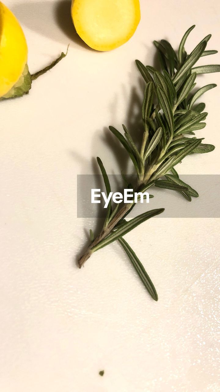 HIGH ANGLE VIEW OF FRUITS AND PLANT IN GLASS ON TABLE