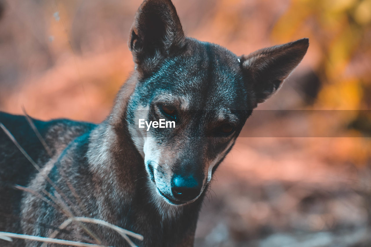 Close-up of dog looking away