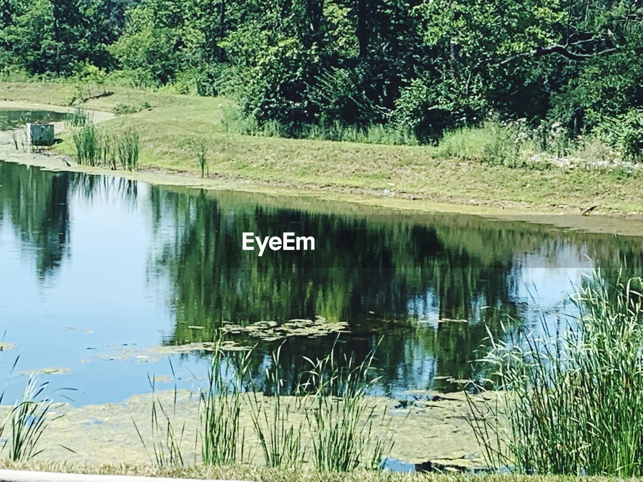 REFLECTION OF TREES ON LAKE