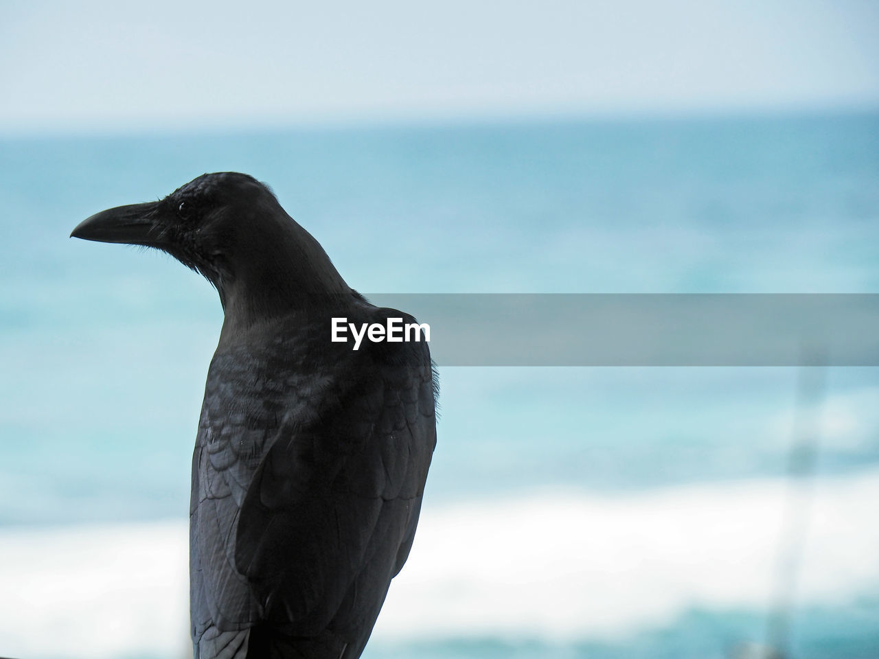 Close-up of crow against sea