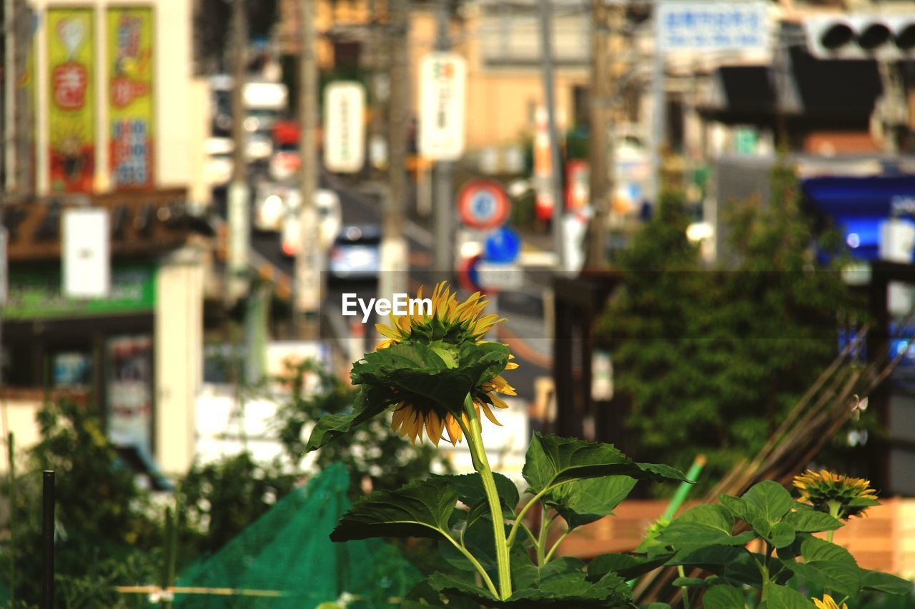 Close-up of flowering plant in city