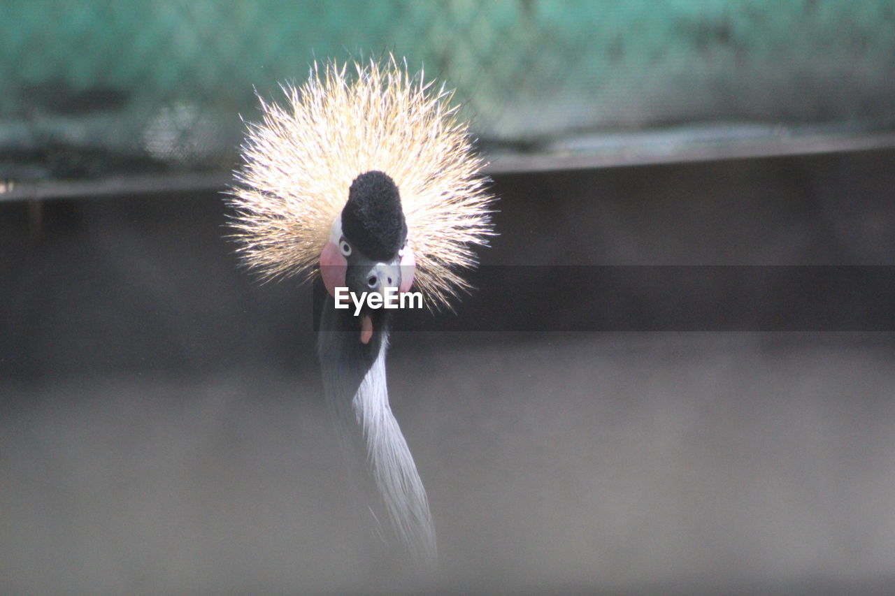 CLOSE-UP OF A BIRD AGAINST BLURRED BACKGROUND