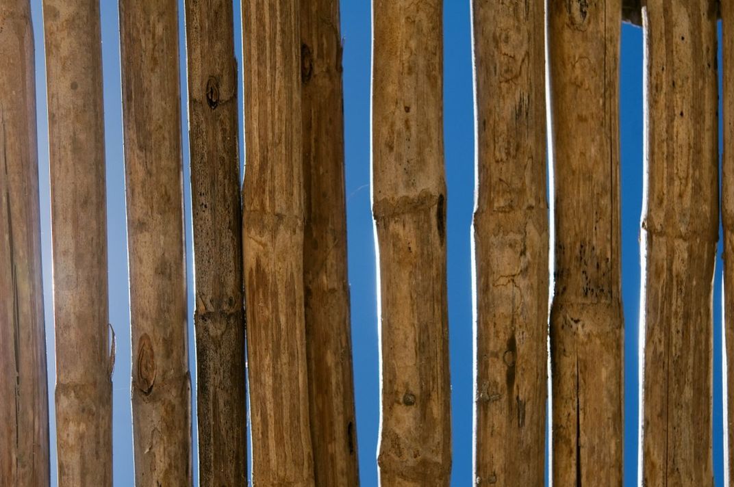 Detail shot of bamboos