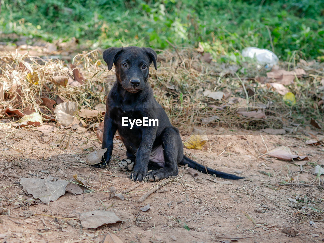 PORTRAIT OF BLACK DOG SITTING ON FIELD