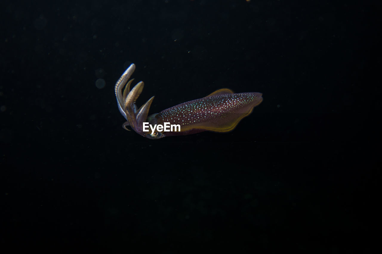 Close-up of cuttlefish swimming against black background