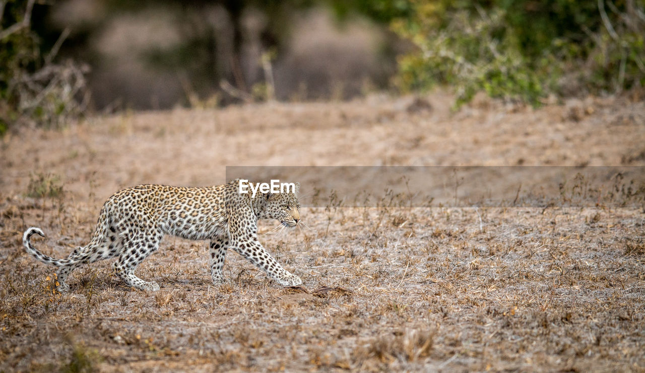 Side view of leopard walking on field