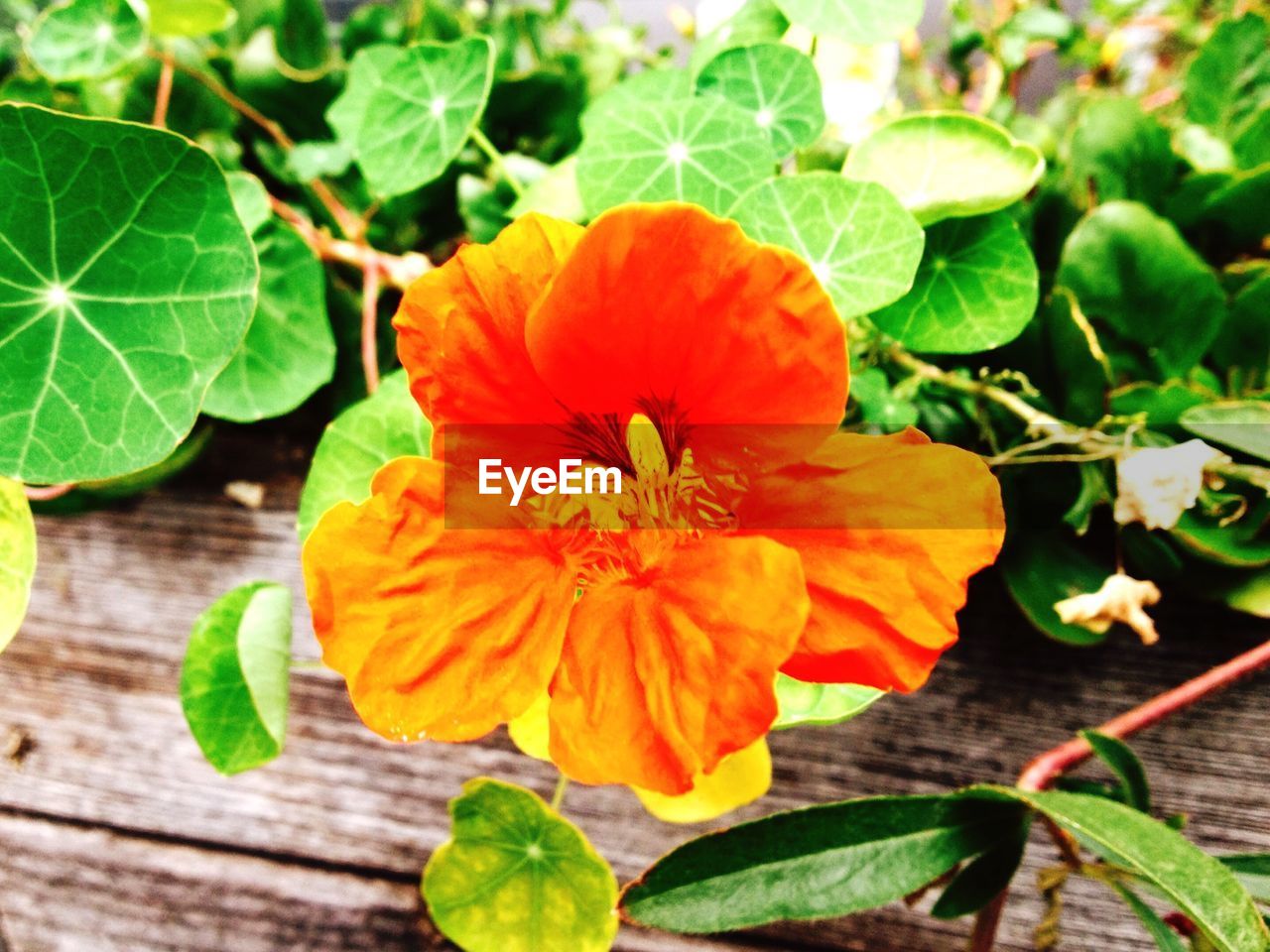 CLOSE-UP OF ORANGE FLOWER BLOOMING IN GARDEN