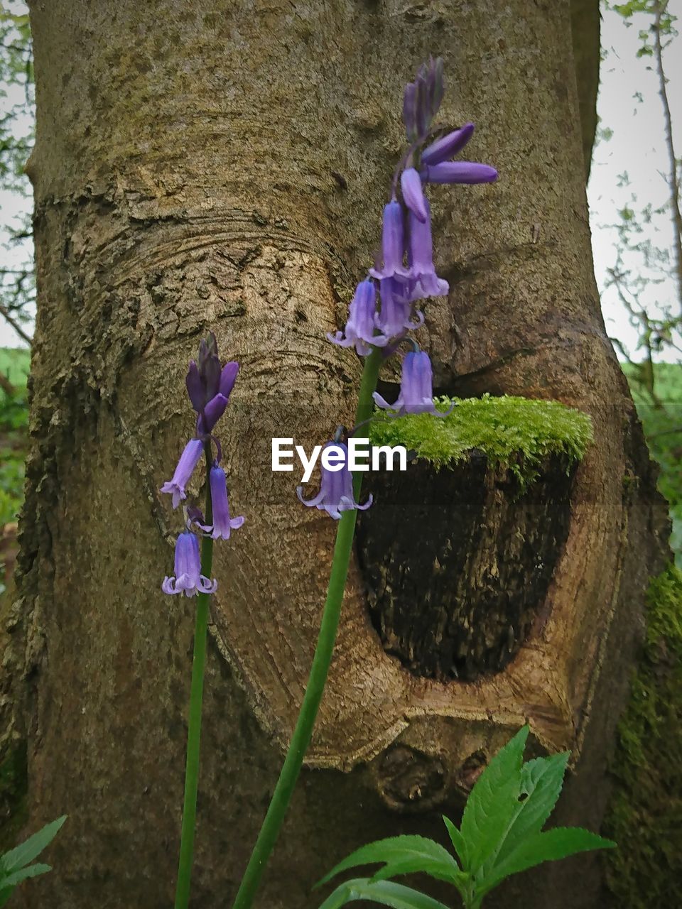 CLOSE-UP OF PURPLE FLOWERING PLANTS ON TREE TRUNK