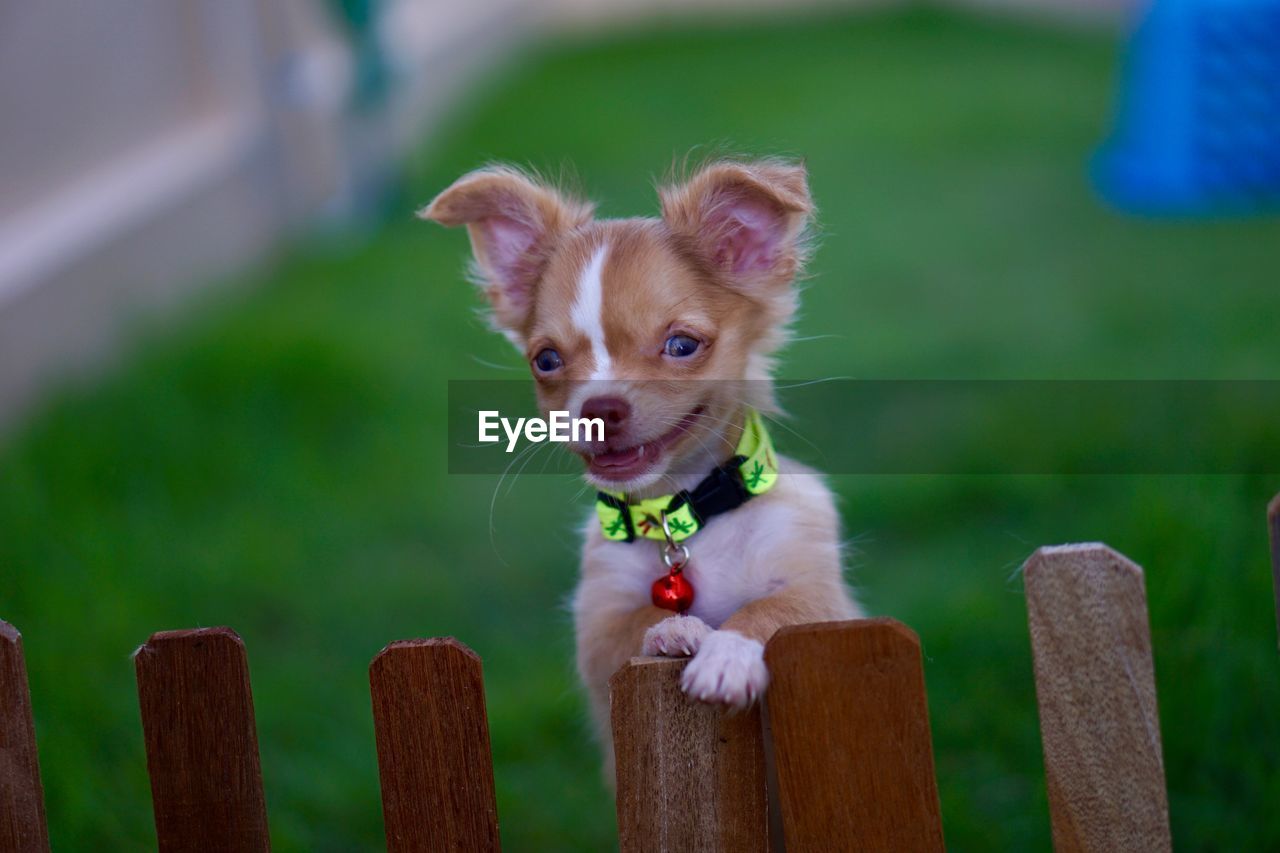 Portrait of dog on fence