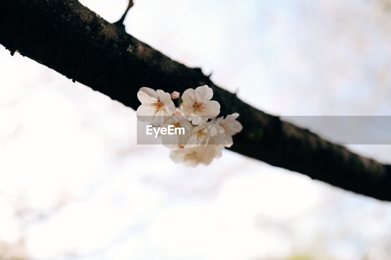 LOW ANGLE VIEW OF WHITE CHERRY BLOSSOM