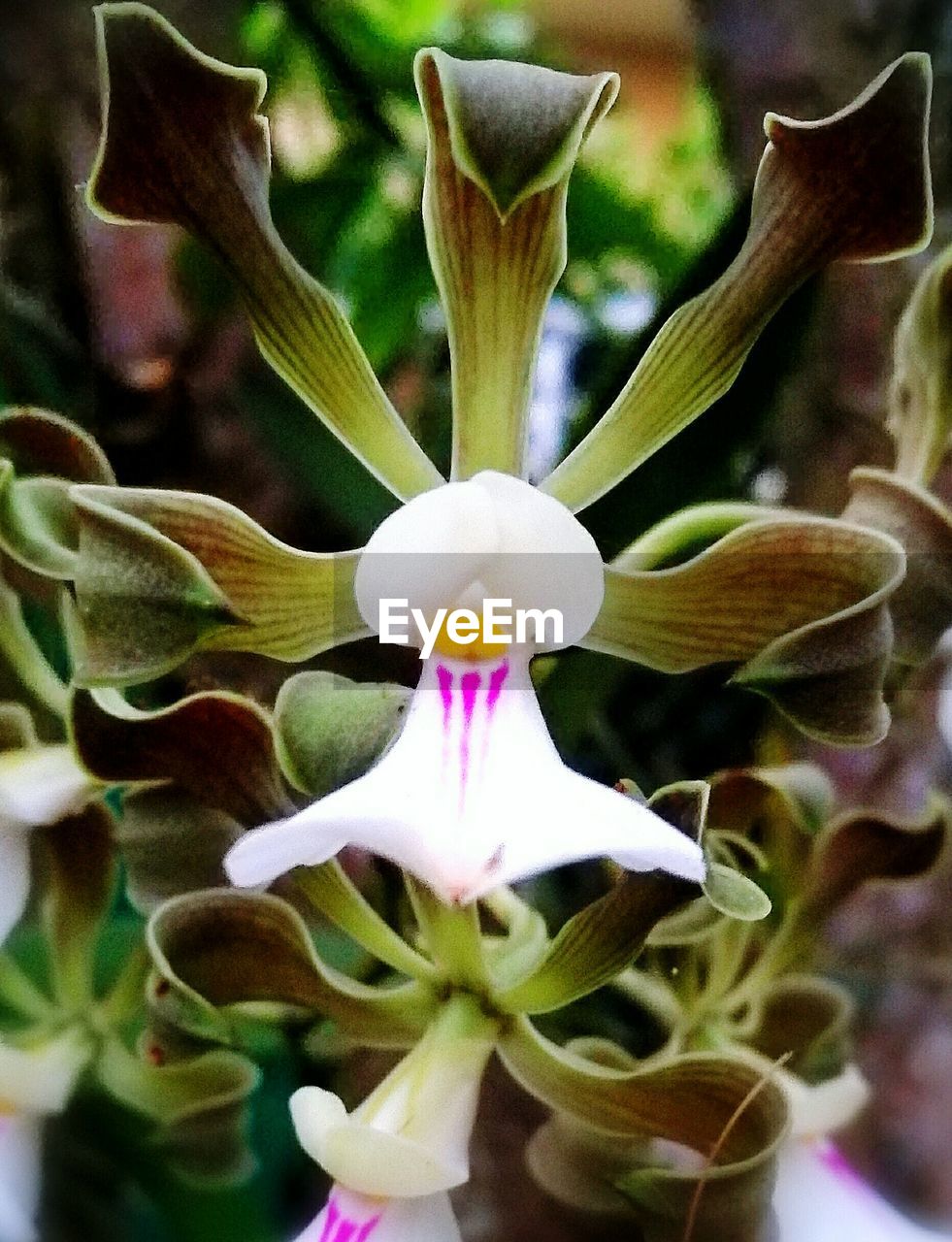 CLOSE-UP OF FLOWERS BLOOMING