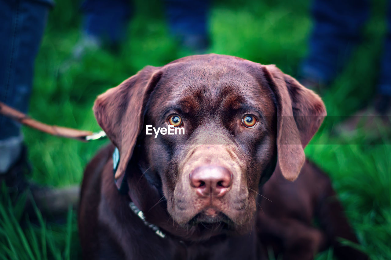 Close-up portrait of dog