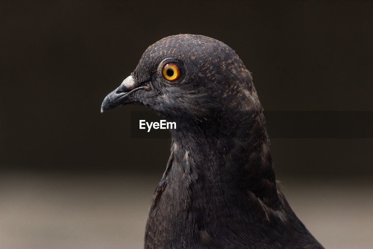 Close-up of a bird