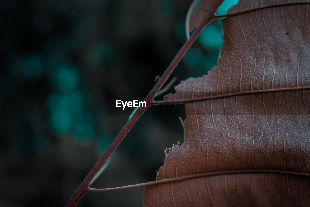 CLOSE-UP OF DRY LEAF ON METAL