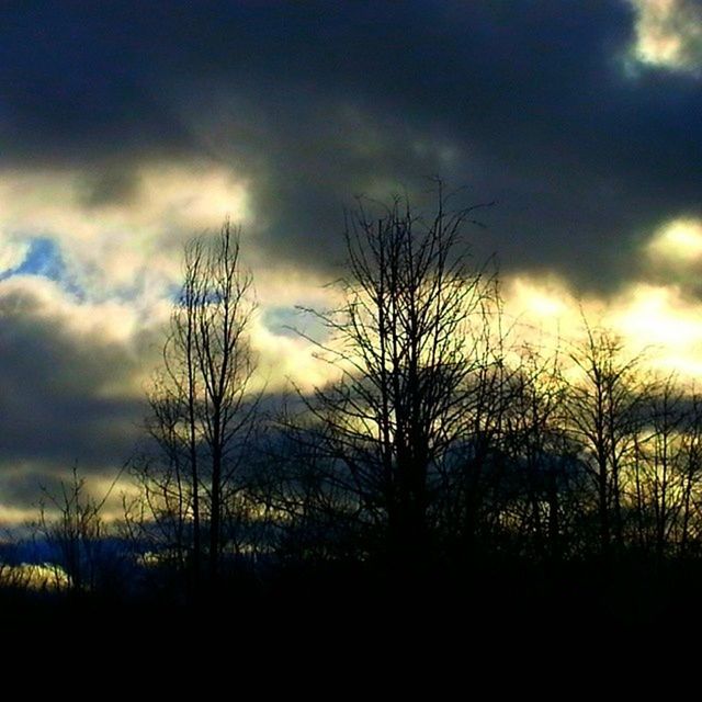 SILHOUETTE OF TREES AGAINST CLOUDY SKY