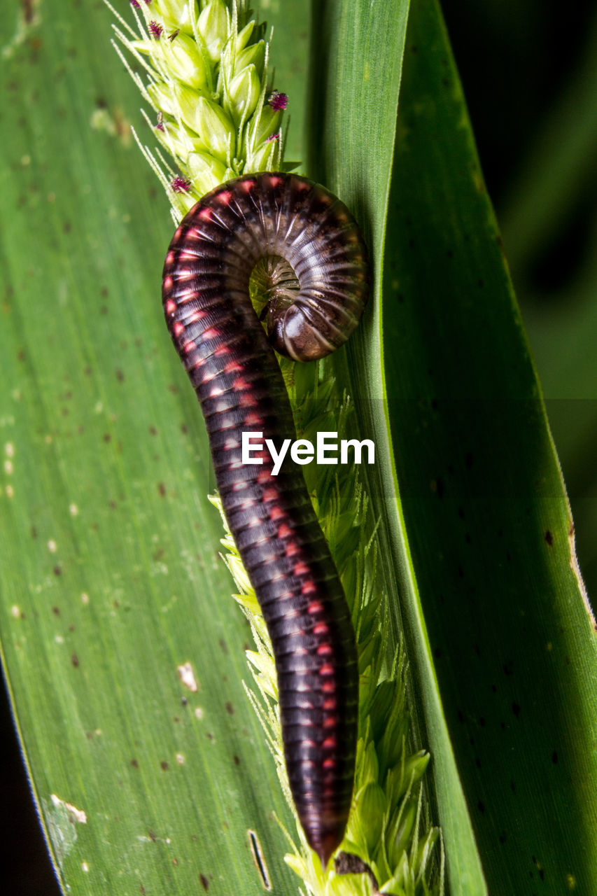 CLOSE-UP OF CATERPILLAR ON LEAF