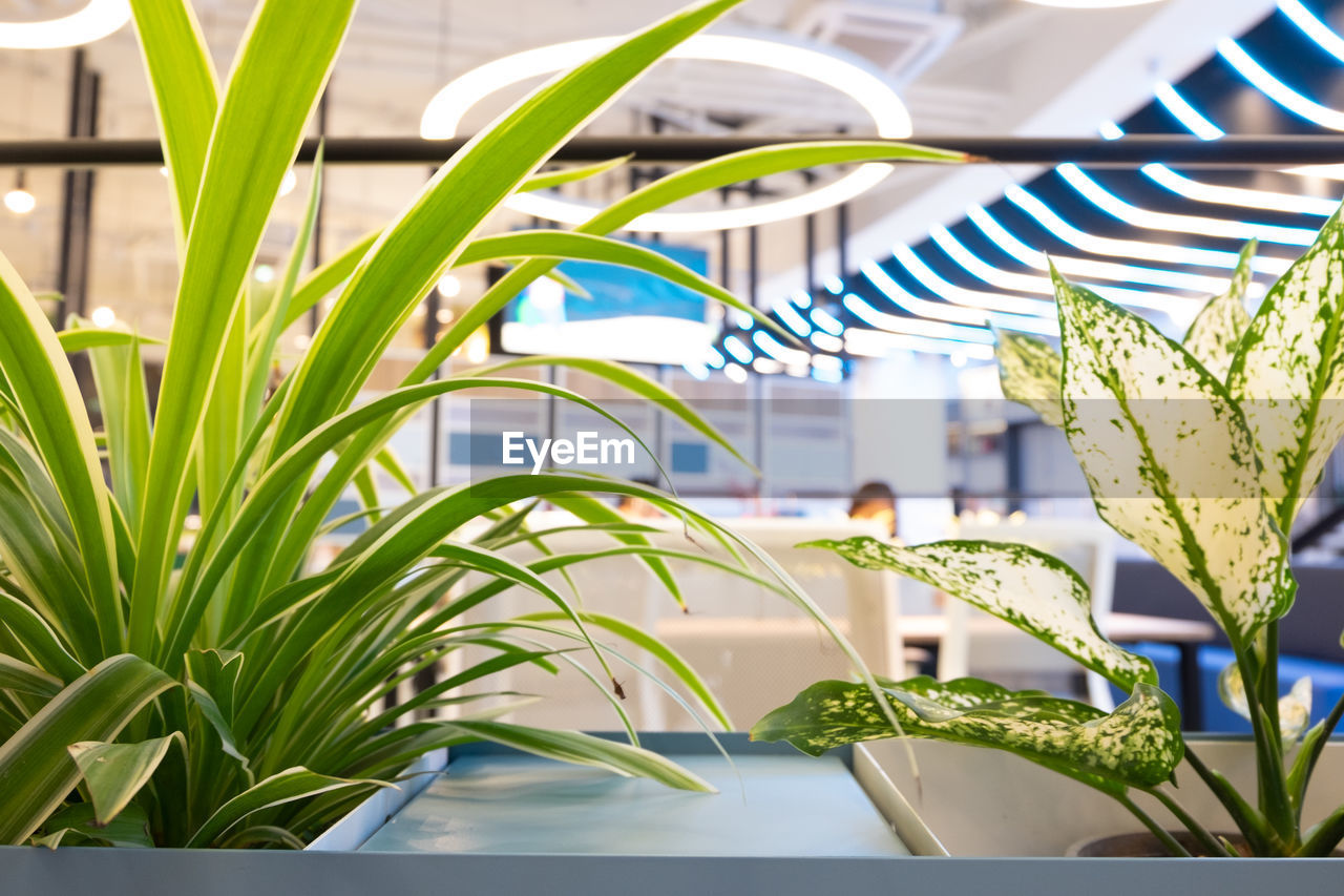 CLOSE-UP OF POTTED PLANT AGAINST PALM LEAVES