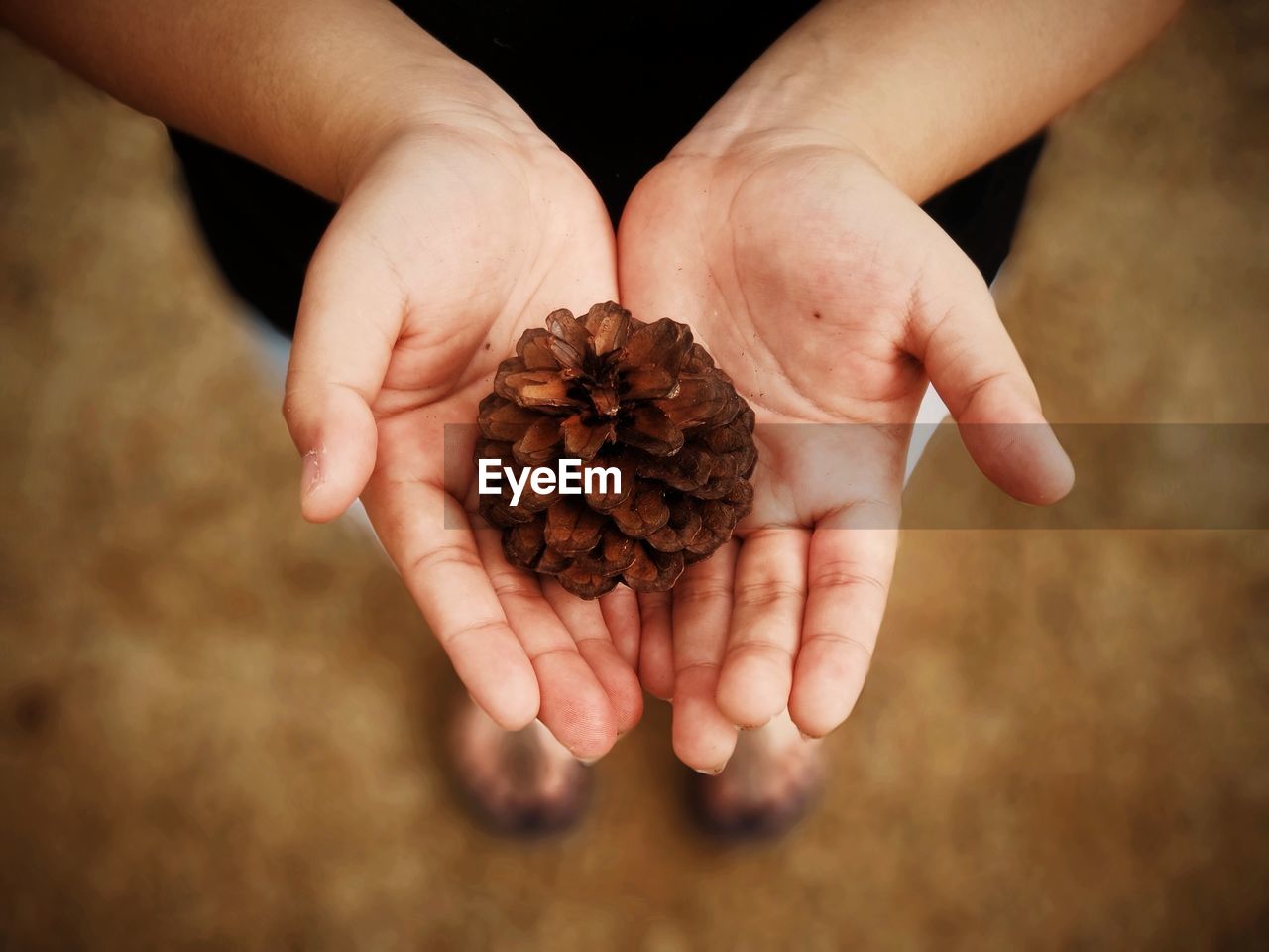 Low section of woman holding pine cone