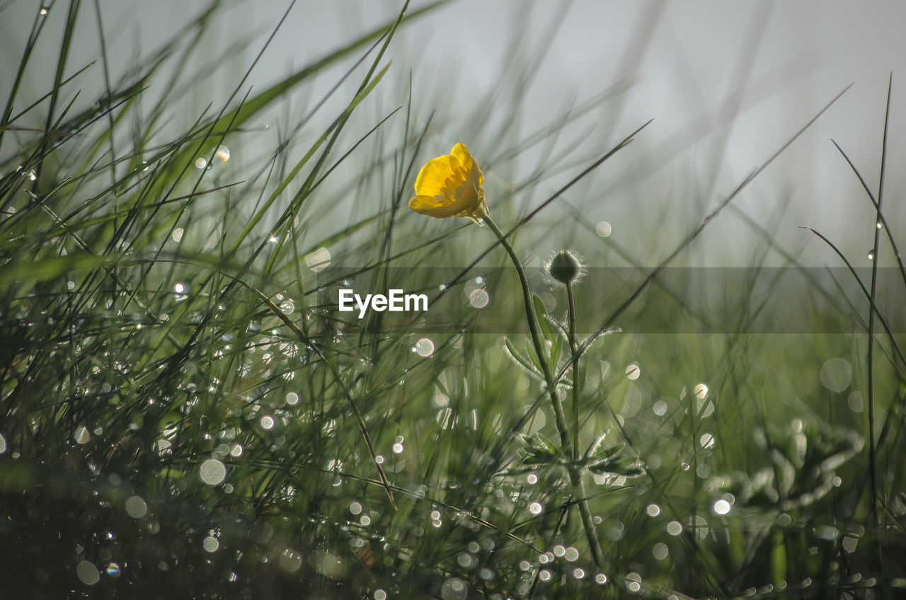 Close-up of yellow wildflowers blooming in field