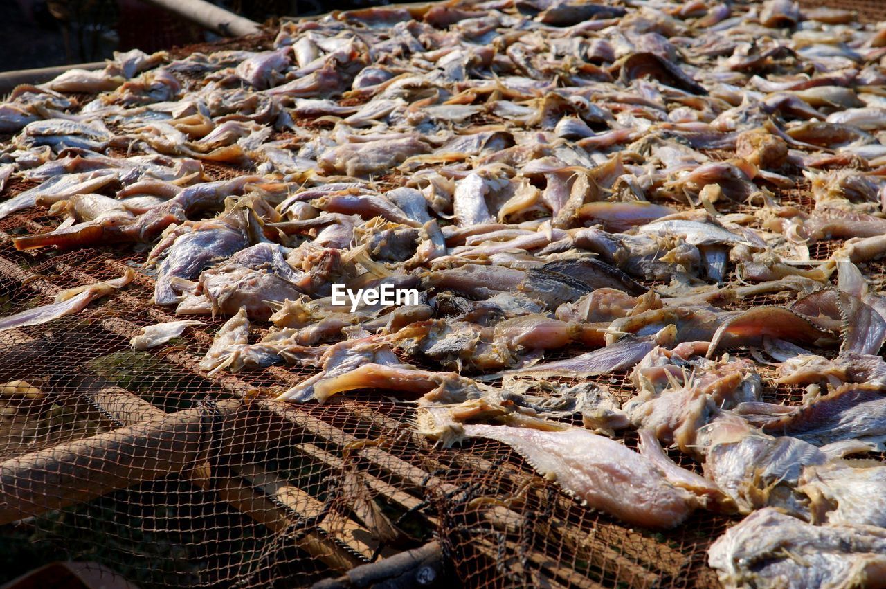 HIGH ANGLE VIEW OF FISH ON SHORE