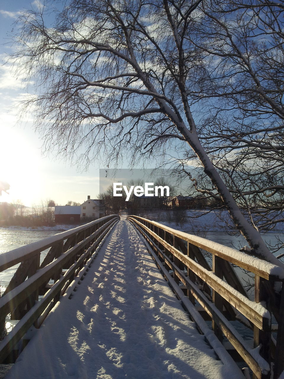 BARE TREES IN PARK