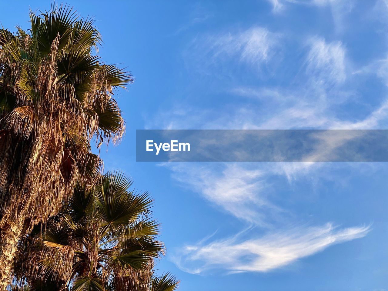 LOW ANGLE VIEW OF PALM TREES AGAINST BLUE SKY