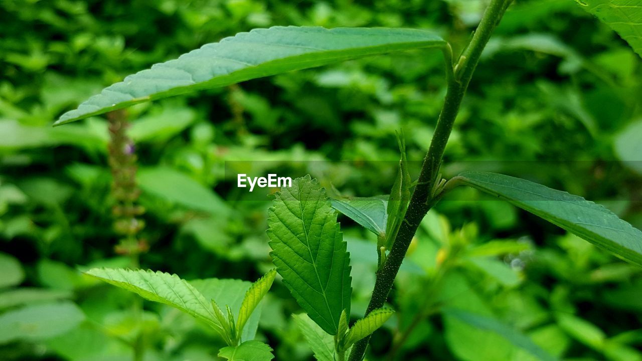 CLOSE-UP OF GREEN LEAVES