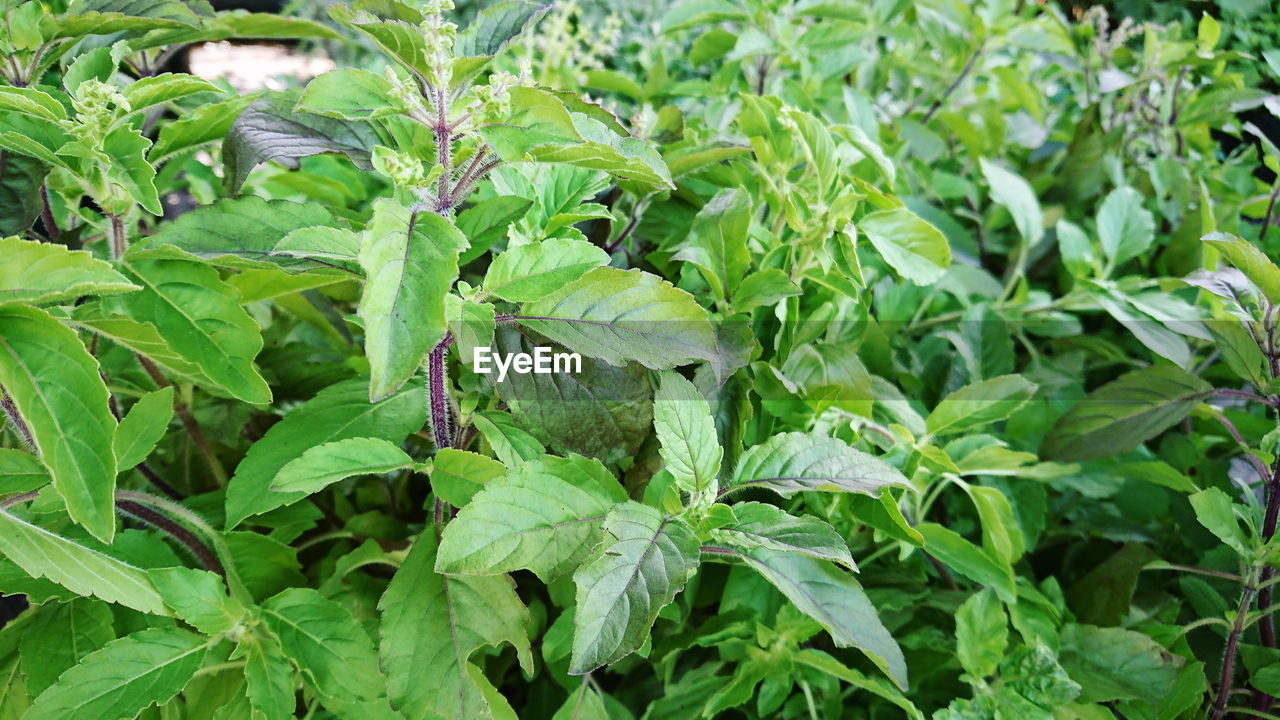 CLOSE-UP OF INSECT ON PLANTS