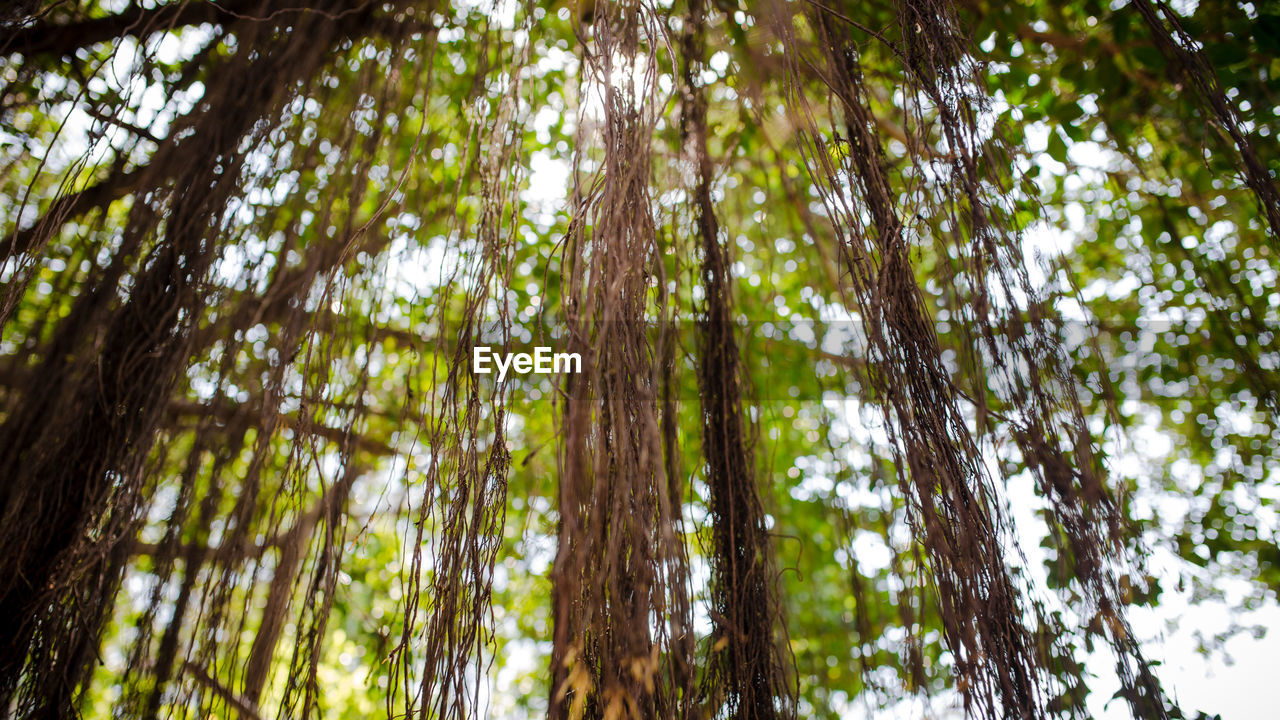 LOW ANGLE VIEW OF TREES AT FOREST