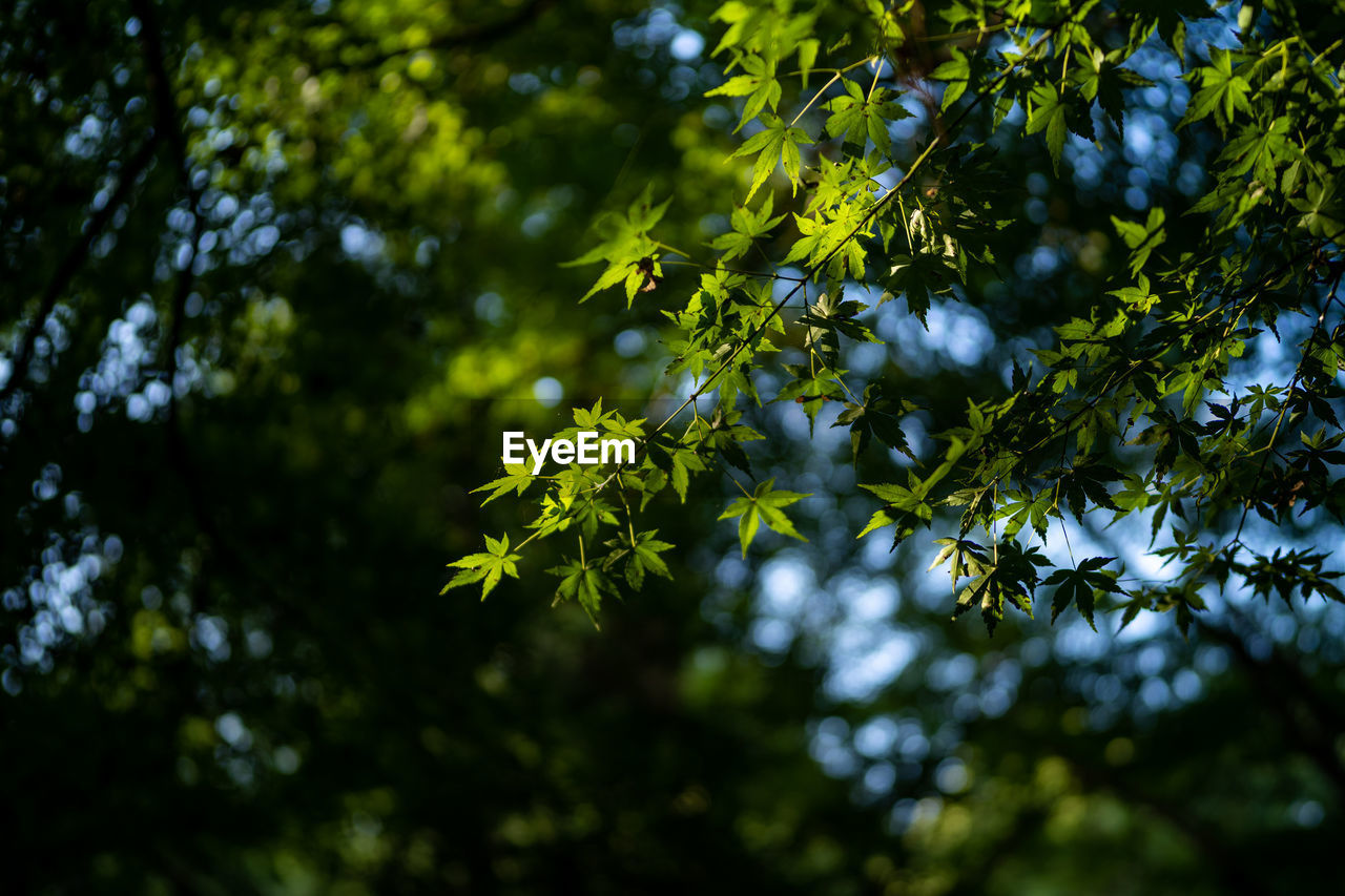 Low angle view of tree leaves