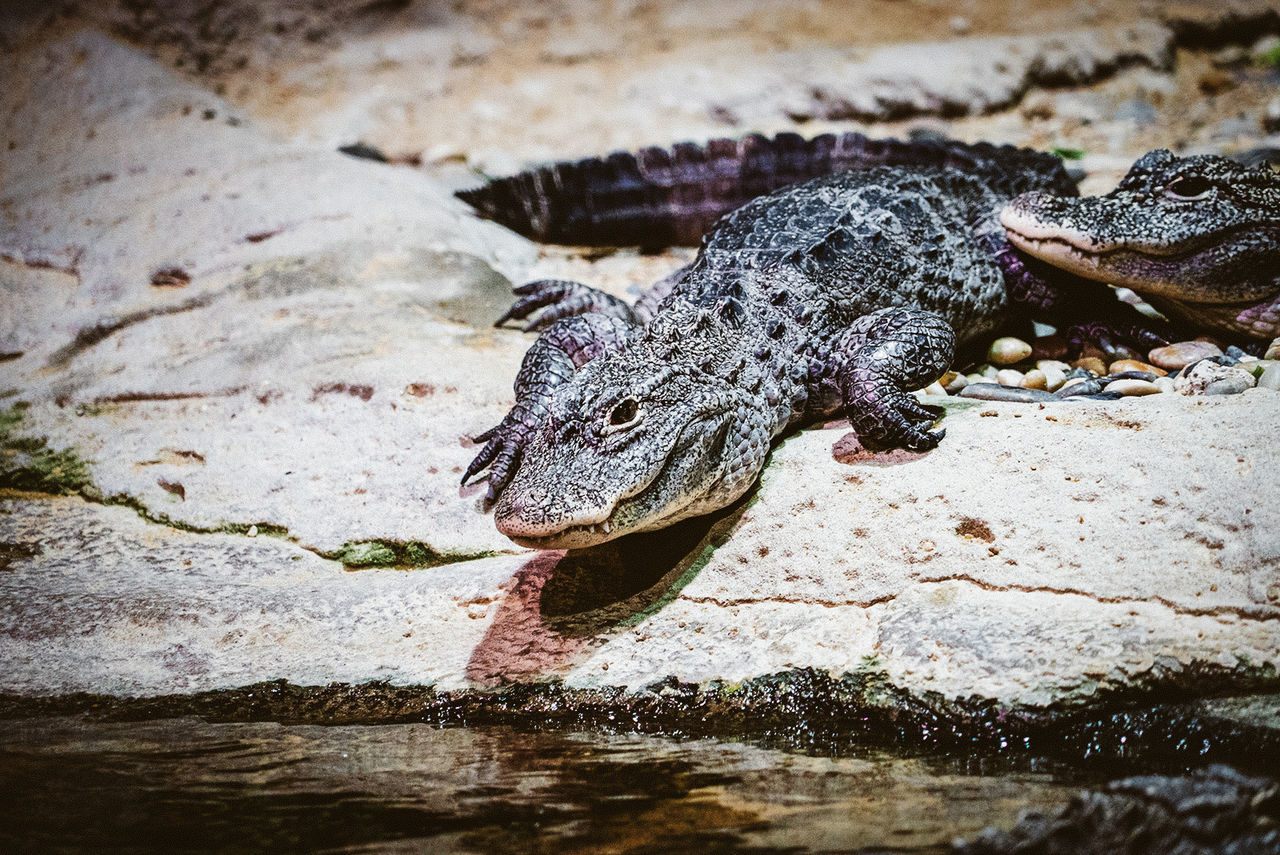 CLOSE-UP OF CROCODILE IN WATER