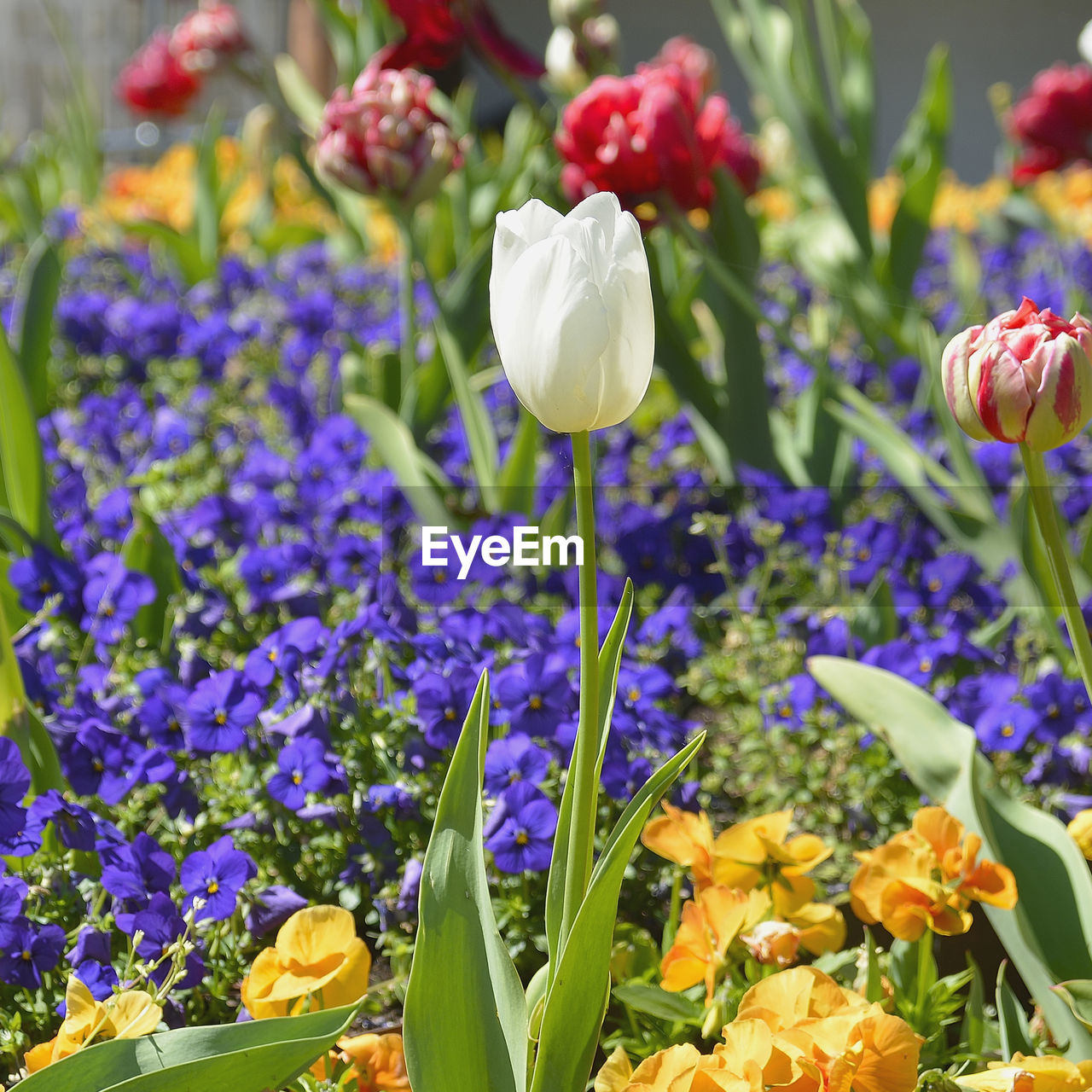 Close-up of purple crocus flowers on field