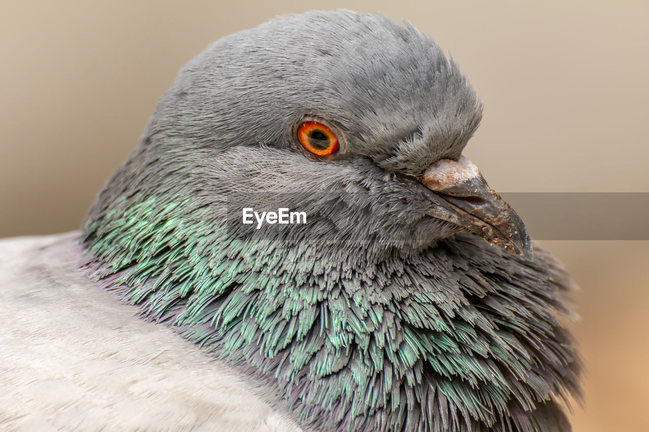 Domestic pigeon is a pigeon subspecies that was derived from the rock dove also  the rock pigeon