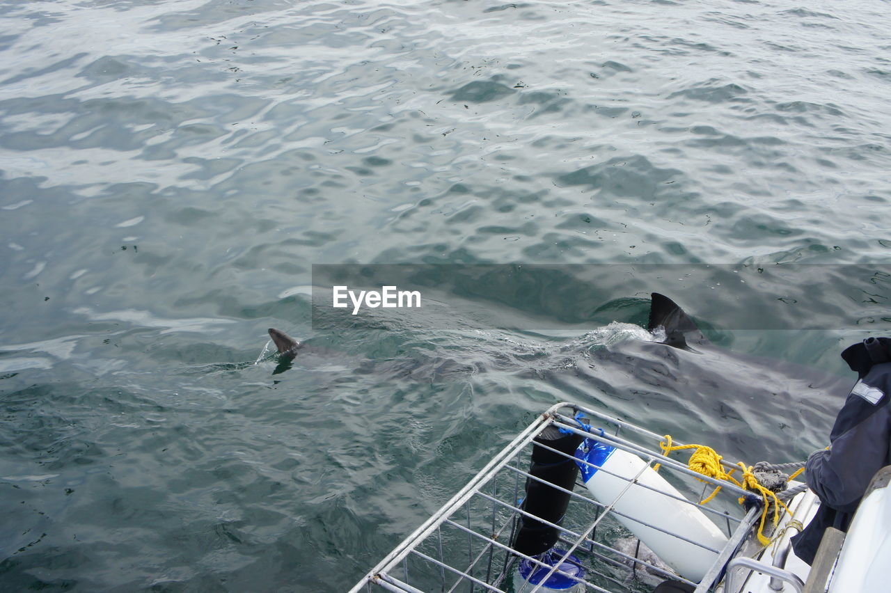 High angle view of fish swimming in sea