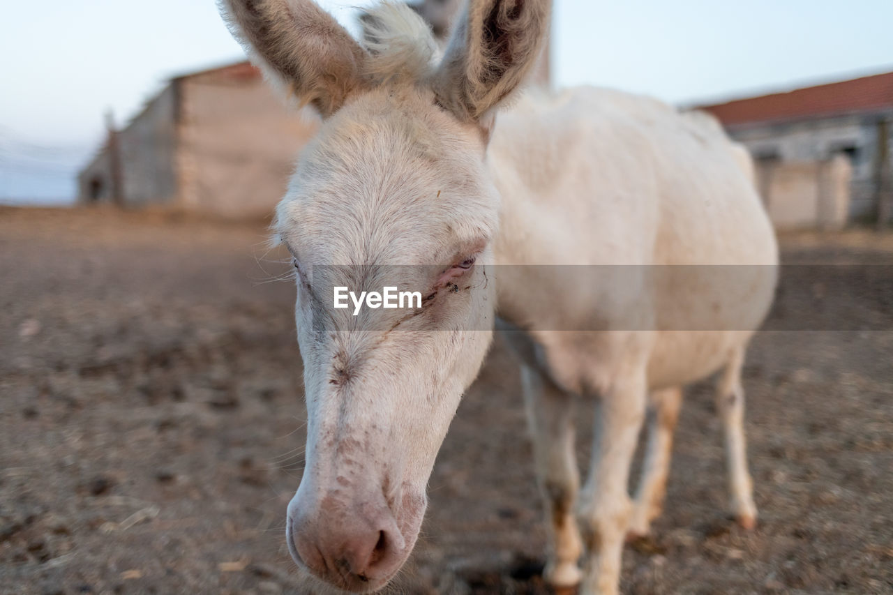 Close-up of a white donkey on field at asinara island