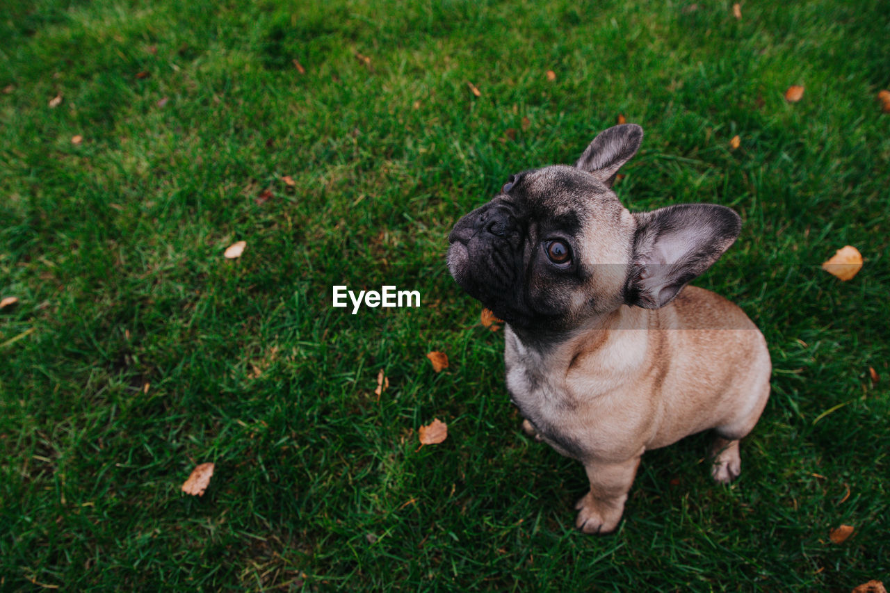 French bulldog puppy on the grass palyground.