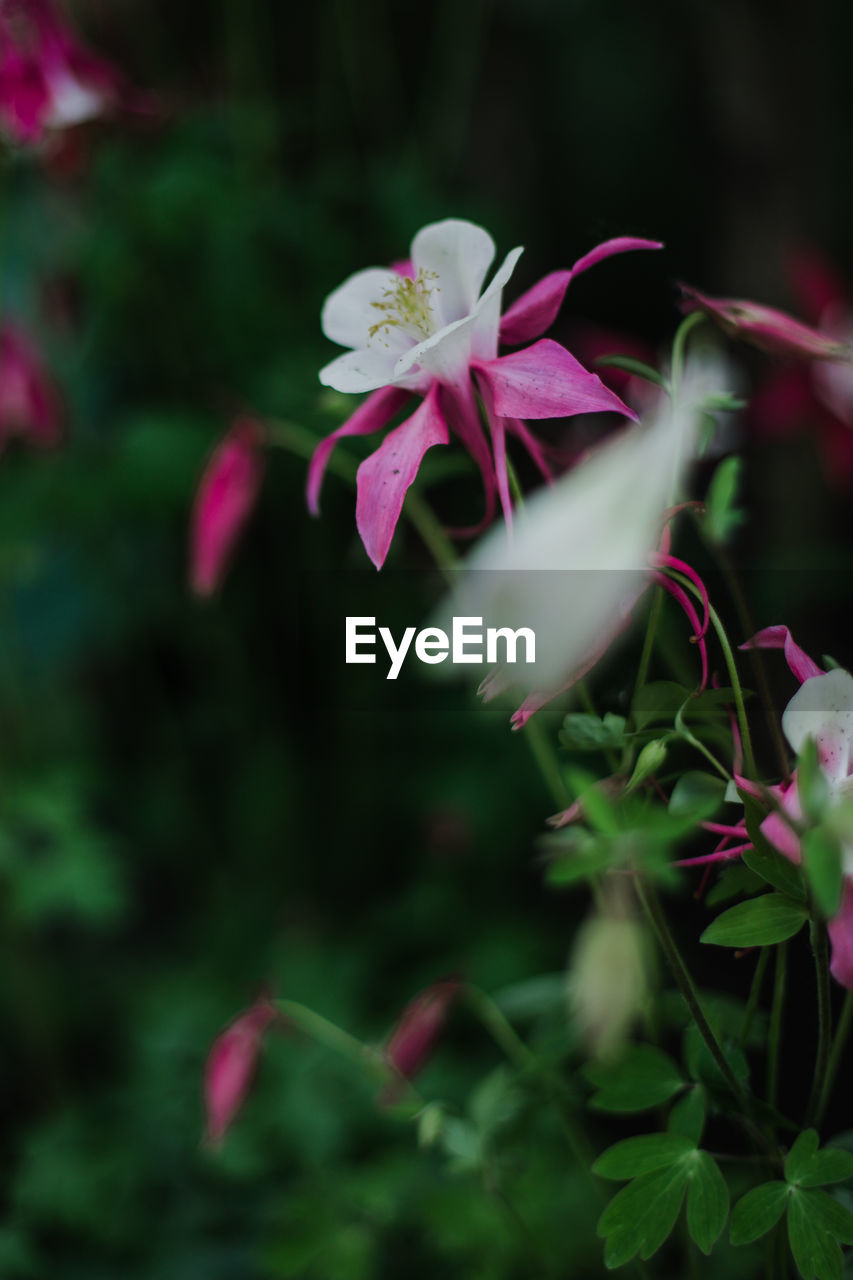 flower, plant, flowering plant, beauty in nature, freshness, pink, close-up, nature, petal, fragility, macro photography, growth, flower head, wildflower, inflorescence, no people, blossom, magenta, selective focus, outdoors, plant part, green, springtime, leaf, focus on foreground, purple, botany