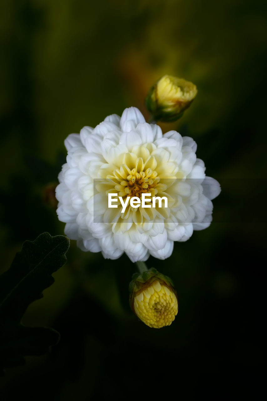 Close-up of white flowering plant