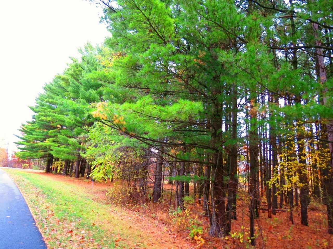 ROAD PASSING THROUGH TREES