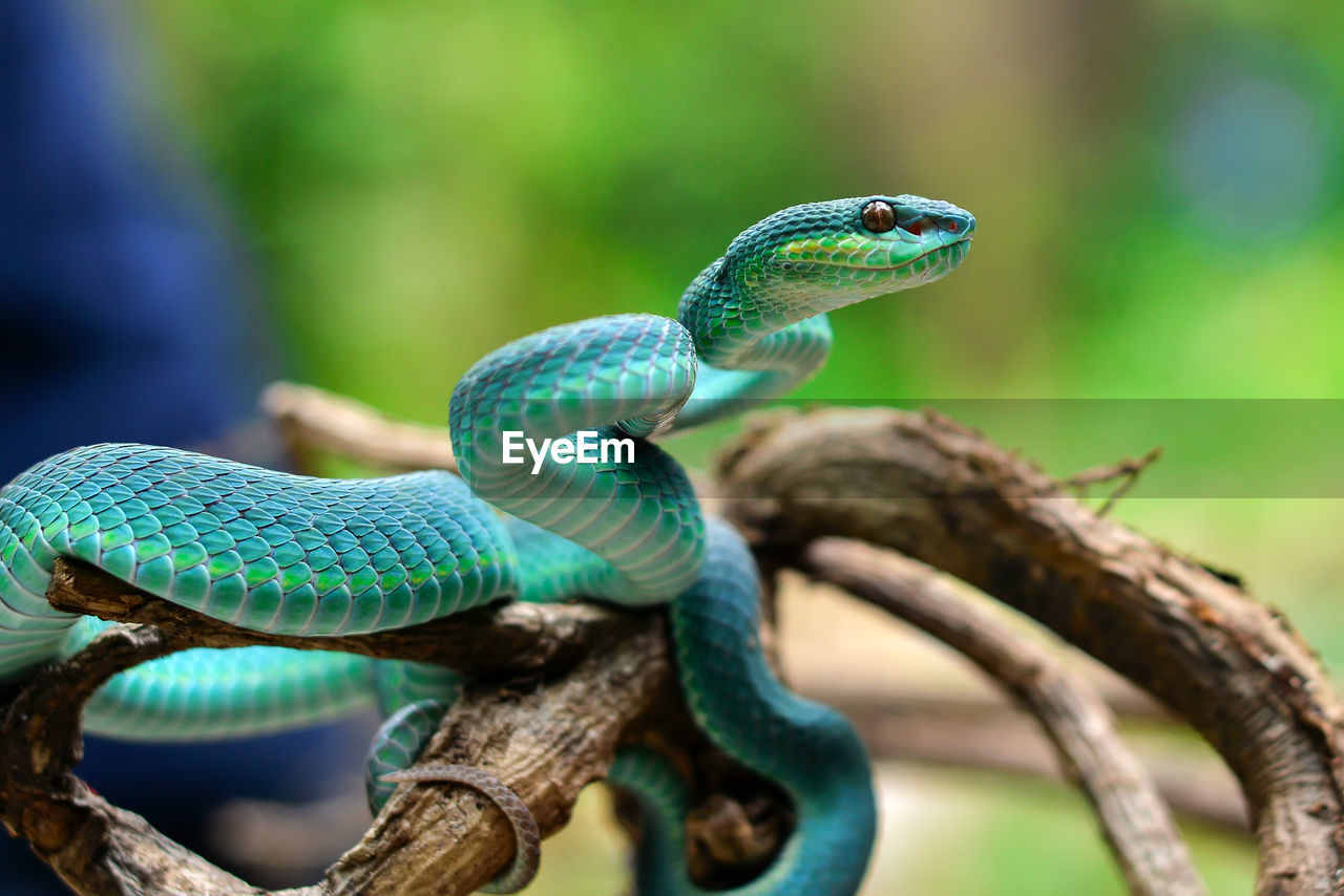 Close-up of snake on tree