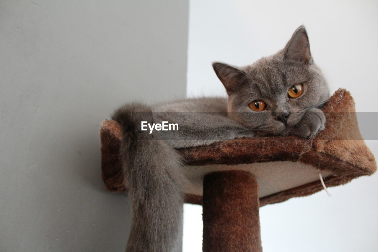 Close-up portrait of cat sitting against wall