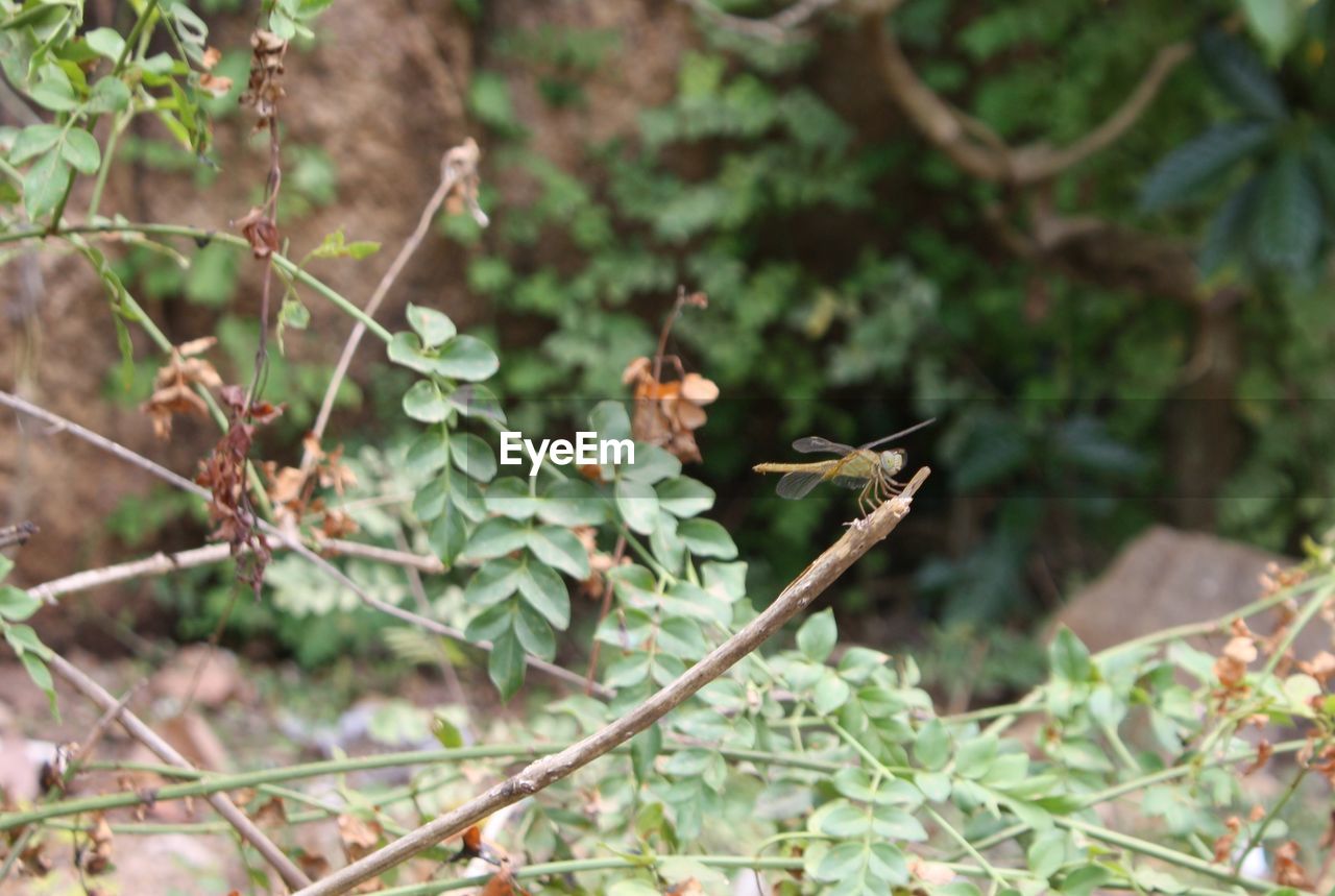 CLOSE-UP OF PLANT IN FOREST