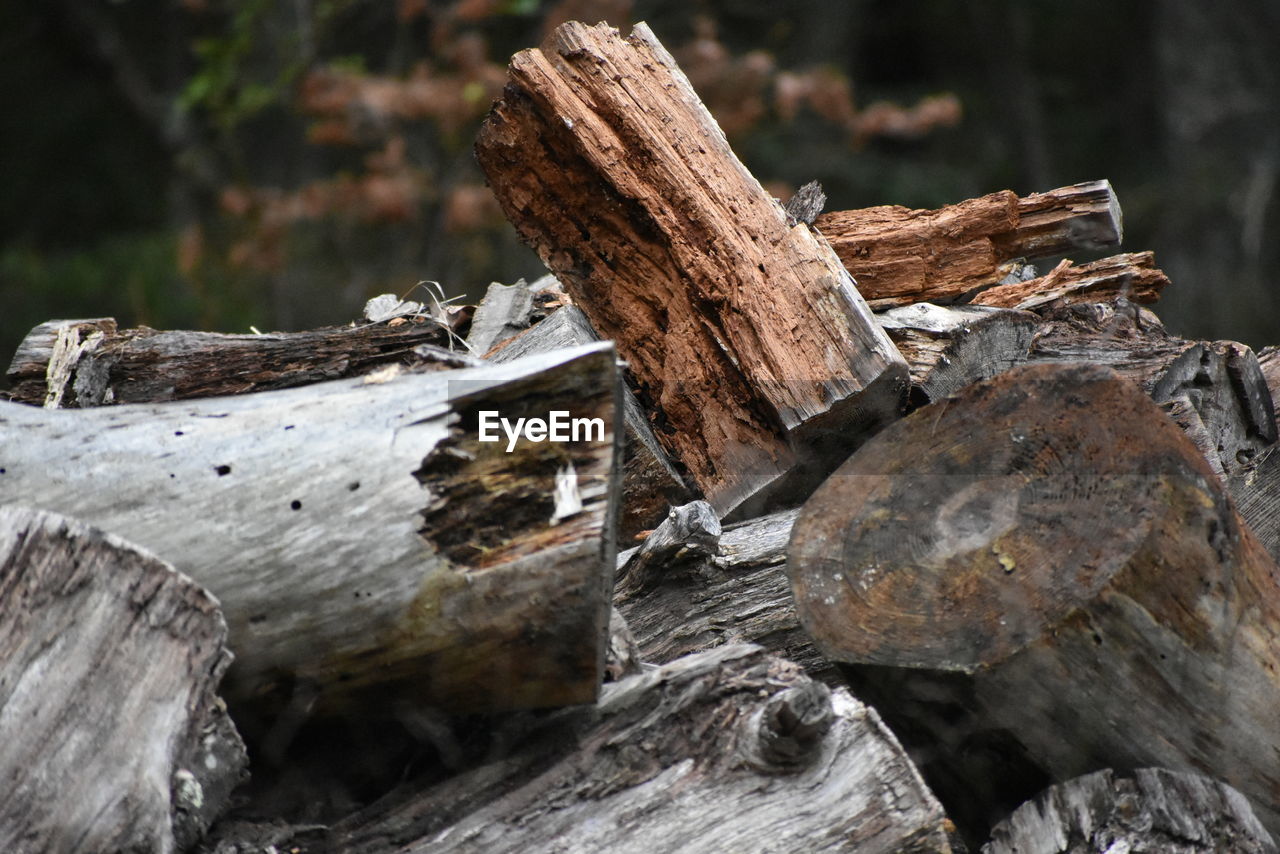 Close-up of log on tree trunk in forest