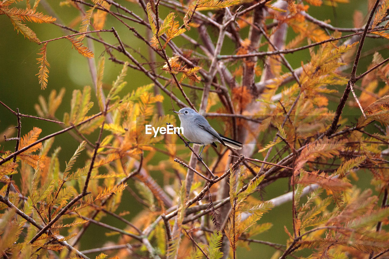 CLOSE-UP OF BIRD PERCHING ON TREE BRANCH