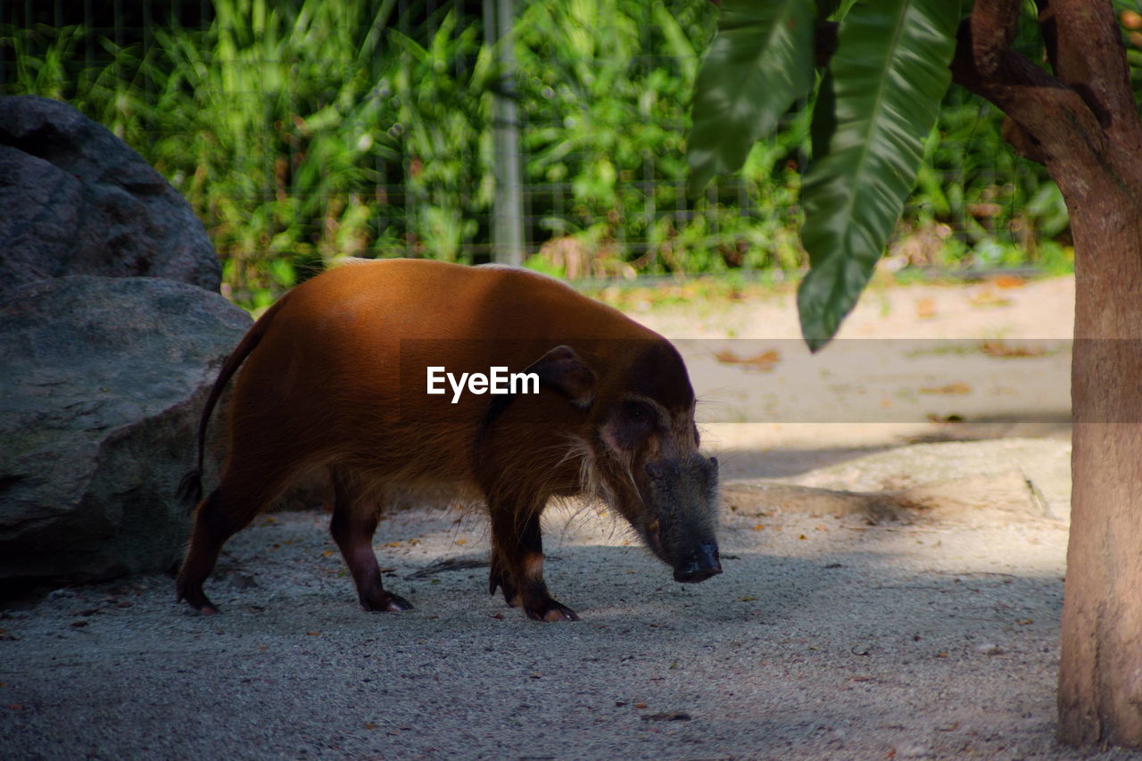 VIEW OF A HORSE ON FIELD