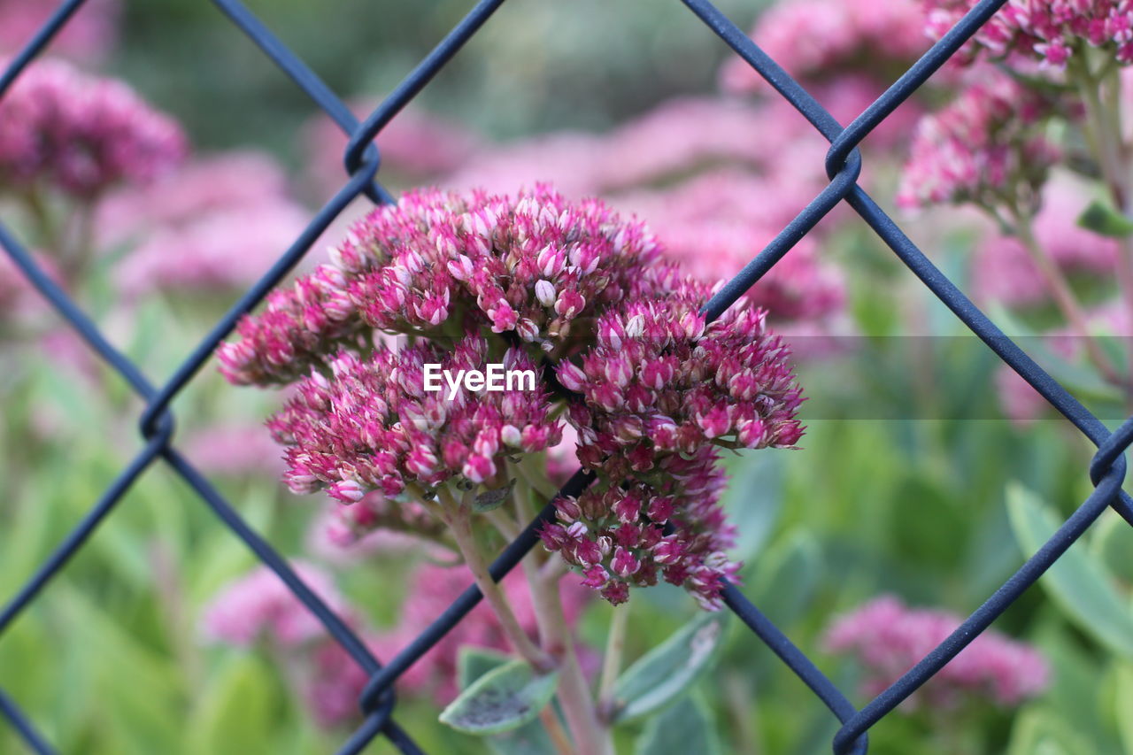 Close-up of pink flowering plants against chainlink fence