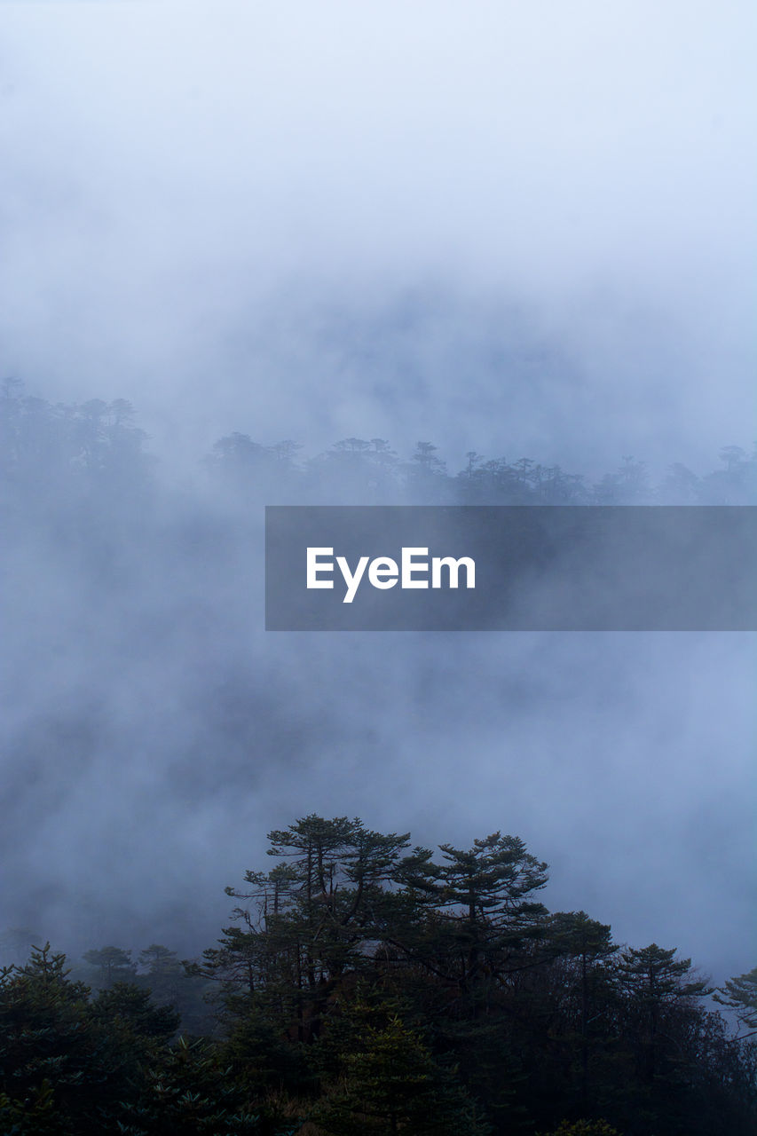 SCENIC VIEW OF TREES AGAINST SKY